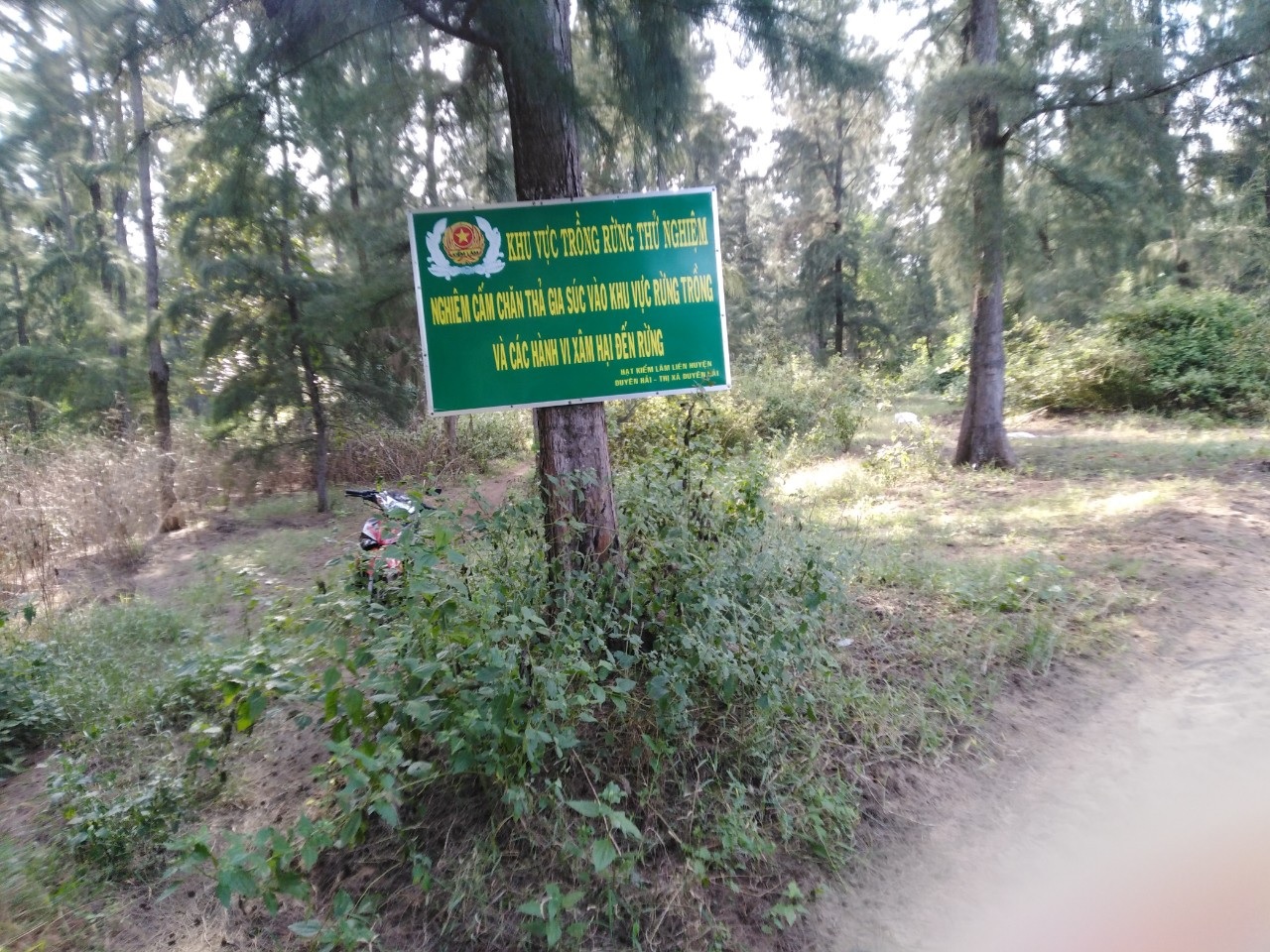 Mô hình trồng thử nghiệm một số loài cây lâm nghiệp trên vùng đất Phi lao chết tại huyện Duyên Hải, tỉnh Trà Vinh